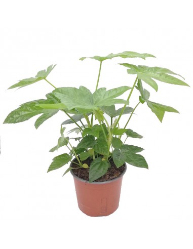 Pianta di Carta (FATSIA JAPONICA) diametro vaso 17 cm