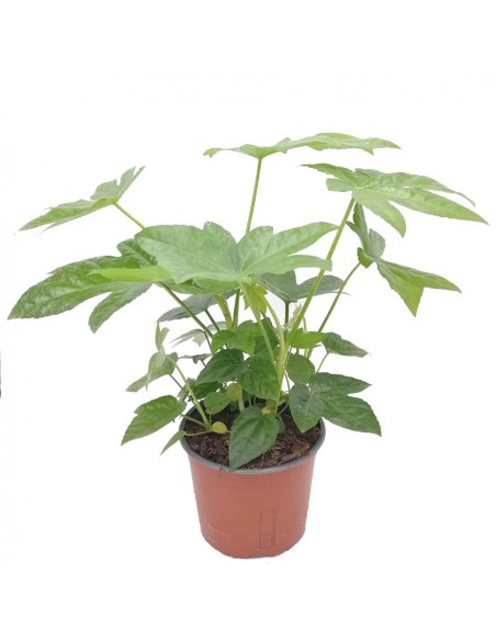 Pianta di Carta (FATSIA JAPONICA) diametro vaso 17 cm