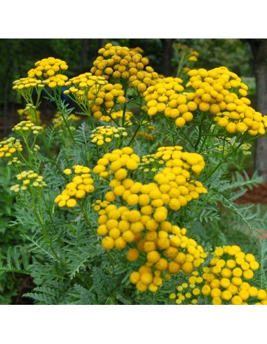 TANACETUM VULGARE diametro vaso 14 cm