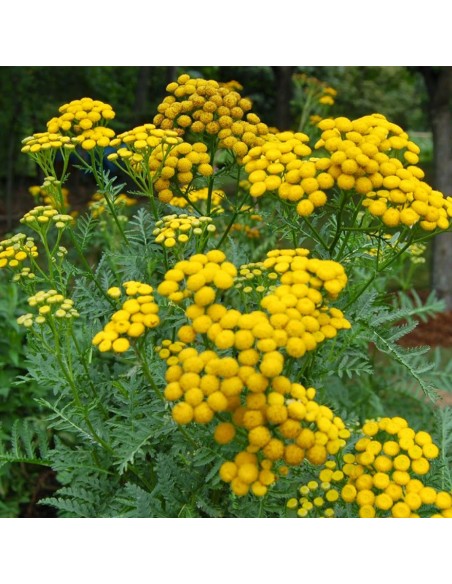 TANACETUM VULGARE diametro vaso 14 cm