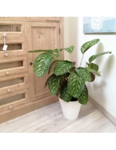 MARANTA CALATHEA FLAMESTAR dimensione vaso 19 cm