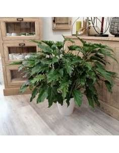 PHILODENDRON XANADU Dimensione vaso 21 cm