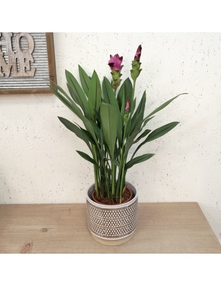 CURCUMA ALISMATIFOLIA "SIAM SPLASH" vaso 15 cm