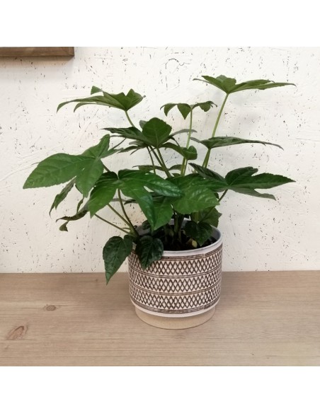 Pianta di Carta (FATSIA JAPONICA) diametro vaso 17 cm