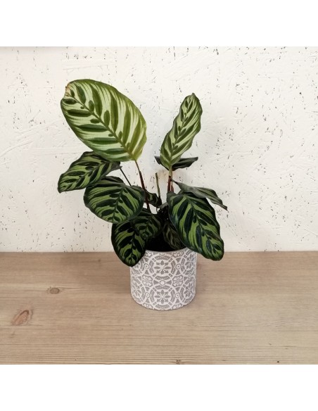 MARANTA CALATHEA MAKOYANA dimensione vaso 12 cm