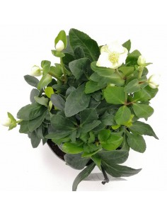 HELLEBORUS NIGER "CHRISTMAS CAROL" diam. vaso 17 cm 2
