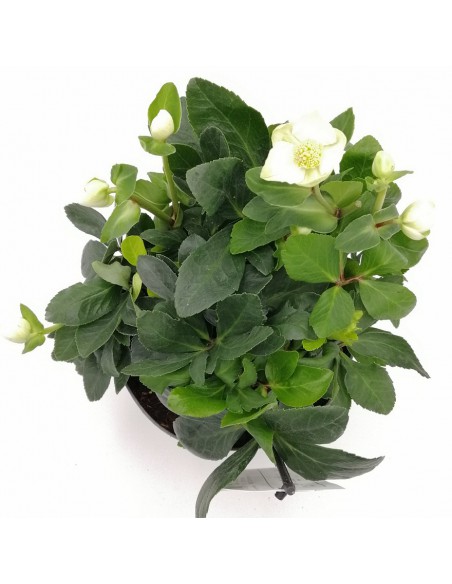 HELLEBORUS NIGER "CHRISTMAS CAROL" diam. vaso 17 cm