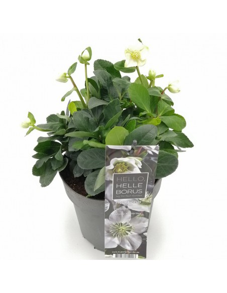 HELLEBORUS NIGER "CHRISTMAS CAROL" diam. vaso 17 cm