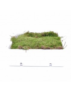MUSCHIO VIVO per terrario o copri suolo vasi 2