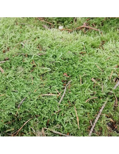 Terrario con muschio vivo con coperchio in sughero Mini Mossario