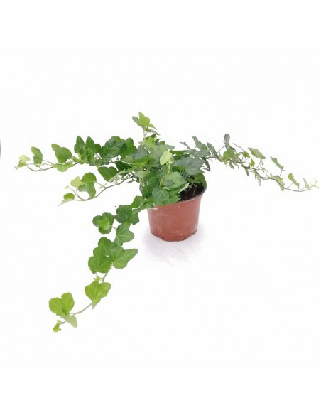 EDERA HELIX 'WONDER' diametro vaso 13 cm