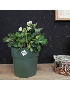 HELLEBORUS NIGER "CHRISTMAS CAROL" diam. vaso 17 cm