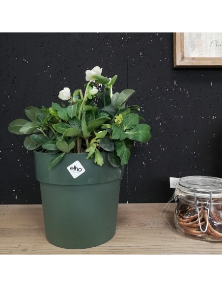 HELLEBORUS NIGER "CHRISTMAS CAROL" diam. vaso 17 cm
