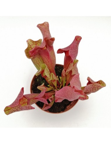 SARRACENIA 'EWELINA' diametro vaso 12 cm (P. Carnivora)