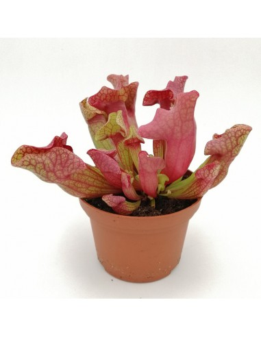 SARRACENIA 'EWELINA' diametro vaso 12 cm (P. Carnivora)