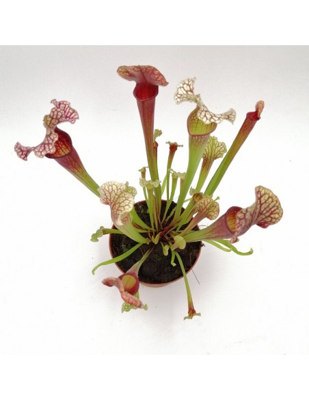 SARRACENIA 'JUDITH HINDLE' diametro vaso 12 cm (P. Carnivora)