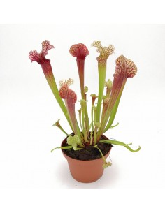 SARRACENIA 'JUDITH HINDLE' diametro vaso 12 cm (P. Carnivora)