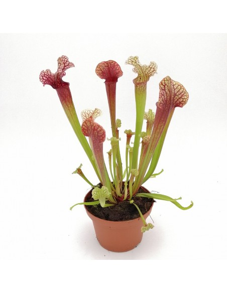 SARRACENIA 'JUDITH HINDLE' diametro vaso 12 cm (P. Carnivora)