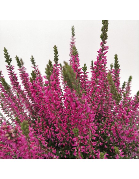 ERICA CALLUNA VULGARIS 'VIOLET' diametro vaso 11 cm