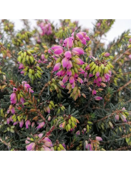 ERICA CALLUNA 'DARLEYENSIS' RED diametro vaso 12 cm