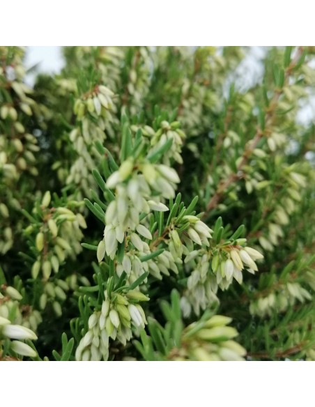 ERICA CALLUNA 'DARLEYENSIS' PINK diametro vaso 12 cm