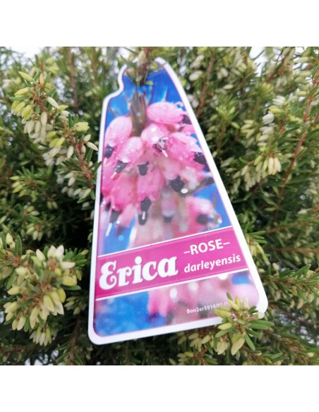 ERICA CALLUNA 'DARLEYENSIS' PINK diametro vaso 12 cm