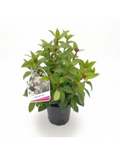 PALLA DI NEVE "VIBURNUM TINUS" dimensione vaso 11 cm