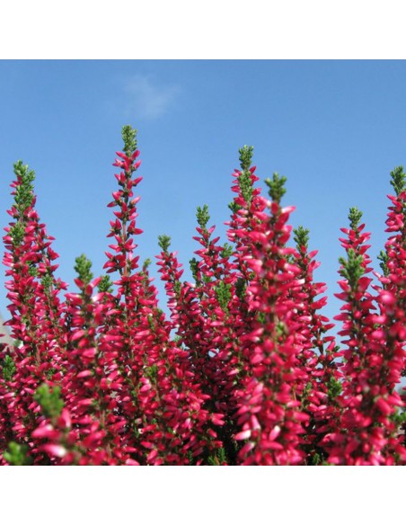ERICA CALLUNA 'DARLEYENSIS' RED diametro vaso 12 cm