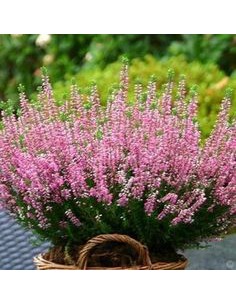 ERICA CALLUNA 'DARLEYENSIS' PINK diametro vaso 12 cm 2