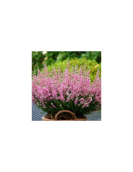 ERICA CALLUNA 'DARLEYENSIS' PINK diametro vaso 12 cm
