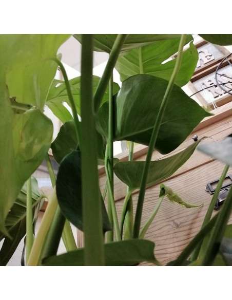 MONSTERA DELICIOSA "pianta del pane svizzero" vaso 21 cm