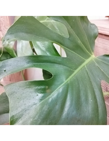 MONSTERA DELICIOSA "pianta del pane svizzero" vaso 21 cm