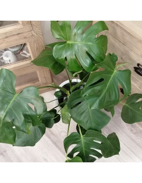 MONSTERA DELICIOSA "pianta del pane svizzero" vaso 21 cm