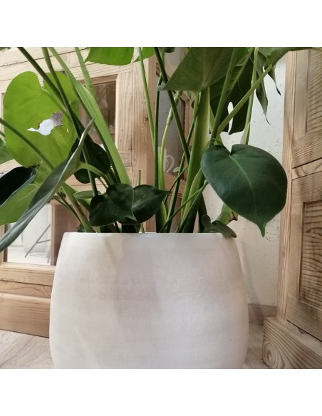 MONSTERA DELICIOSA "pianta del pane svizzero" vaso 21 cm