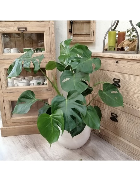 MONSTERA DELICIOSA "pianta del pane svizzero" vaso 21 cm