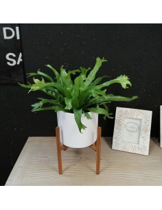 ASPLENIUM CRISSIE "Felce Nido d'Uccello" Vaso 17 cm