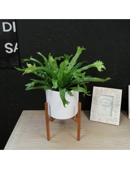 ASPLENIUM CRISSIE "Felce Nido d'Uccello" Vaso 17 cm