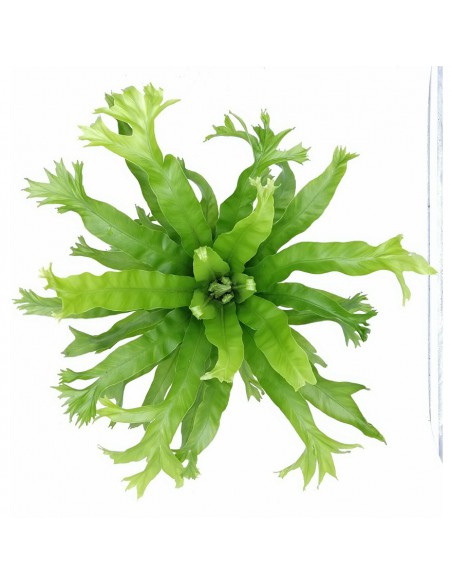 ASPLENIUM CRISSIE "Felce Nido d'Uccello" Vaso 17 cm