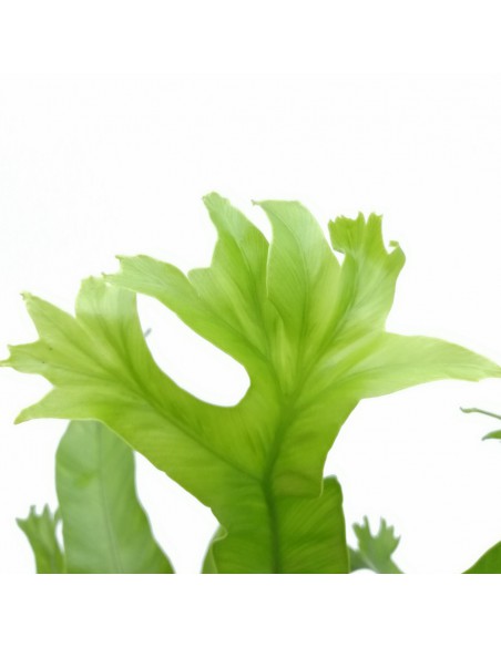 ASPLENIUM CRISSIE "Felce Nido d'Uccello" Vaso 17 cm