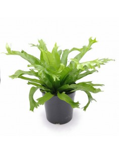 ASPLENIUM CRISSIE "Felce Nido d'Uccello" Vaso 17 cm 2