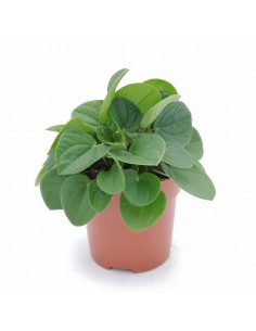PEPEROMIA "Rana verde" diametro vaso 10.5 cm