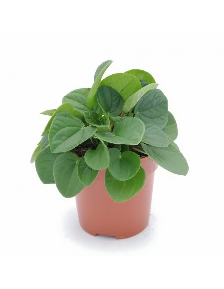 PEPEROMIA "Rana verde" diametro vaso 10.5 cm