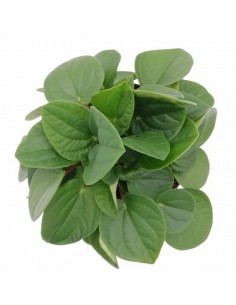 PEPEROMIA "Rana verde" diametro vaso 10.5 cm 2