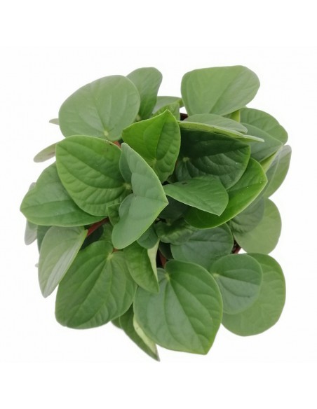 PEPEROMIA "Rana verde" diametro vaso 10.5 cm