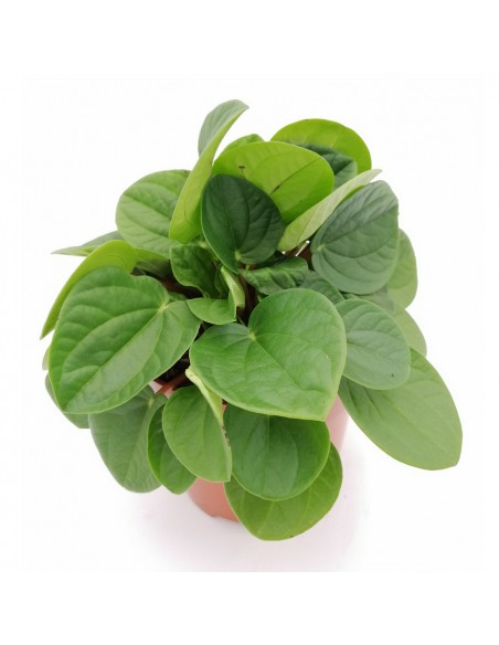 PEPEROMIA "Rana verde" diametro vaso 10.5 cm