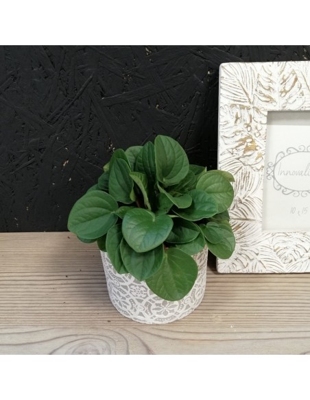 PEPEROMIA "Rana verde" diametro vaso 10.5 cm