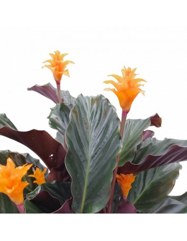 CALATHEA CROCATA 'TASSMANIA' diametro vaso 14 cm