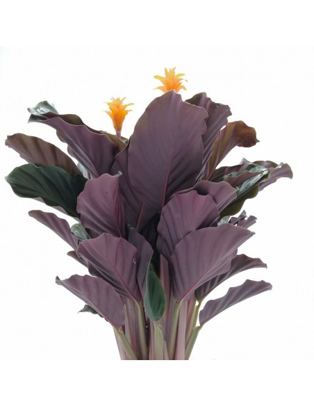 CALATHEA CROCATA 'TASSMANIA' diametro vaso 14 cm