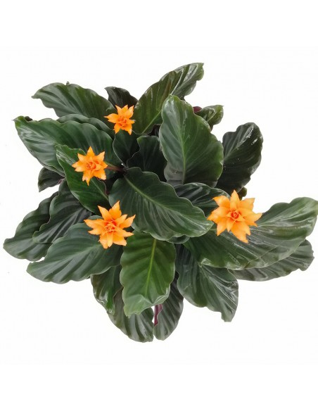 CALATHEA CROCATA 'TASSMANIA' diametro vaso 14 cm
