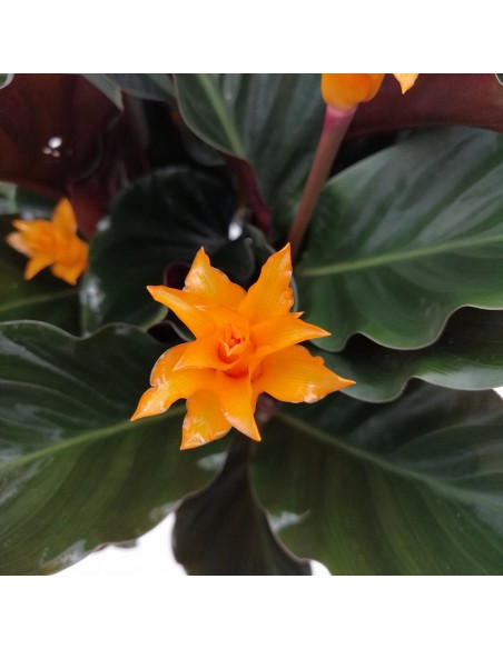 CALATHEA CROCATA 'TASSMANIA' diametro vaso 14 cm